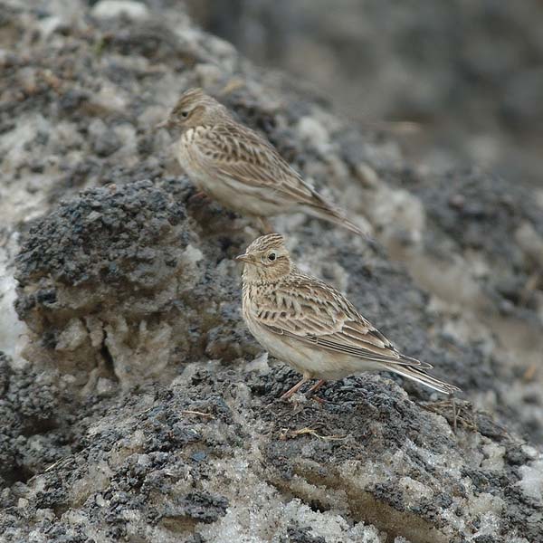 Kiuru, Eurasian Skylark, Alauda arvensis